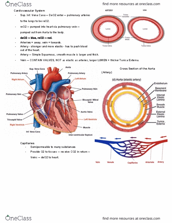 ANAT2111 Lecture Notes - Lecture 8: Pulmonary Vein, Elastic Fiber, Aorta thumbnail