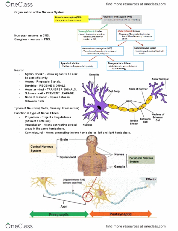 ANAT2111 Lecture Notes - Lecture 15: Schwann Cell, Axon Terminal, Ganglion thumbnail