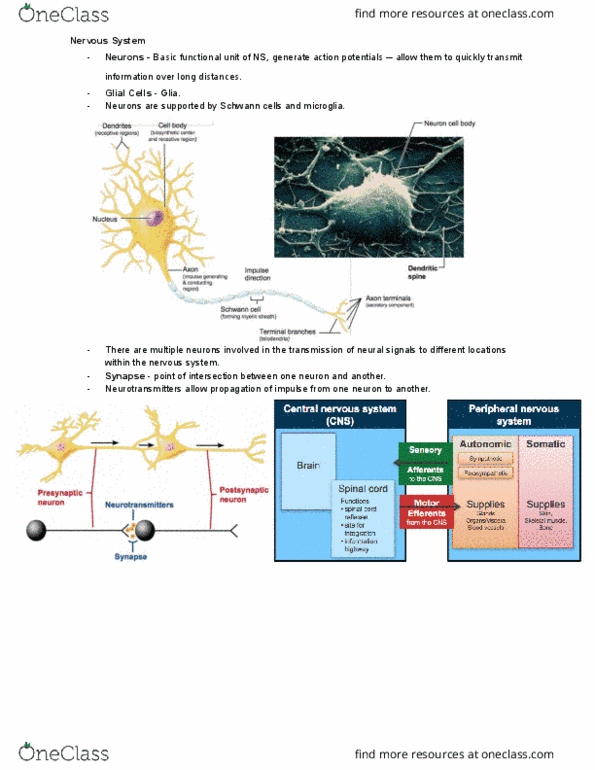 ANAT2111 Lecture Notes - Lecture 16: Spinal Nerve, Schwann Cell, Microglia thumbnail