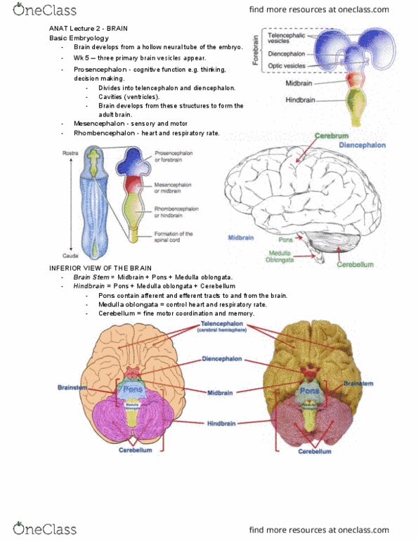 ANAT2111 Lecture Notes - Lecture 14: Medulla Oblongata, Forebrain, Neural Tube thumbnail
