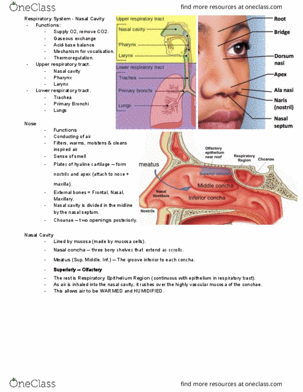 ANAT2111 Lecture Notes - Lecture 19: Nasal Concha, Inferior Nasal Concha, Nasal Septum thumbnail
