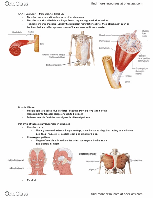 ANAT2111 Lecture Notes - Lecture 12: Orbicularis Oculi Muscle, Abdominal External Oblique Muscle, Orbicularis Oris Muscle thumbnail