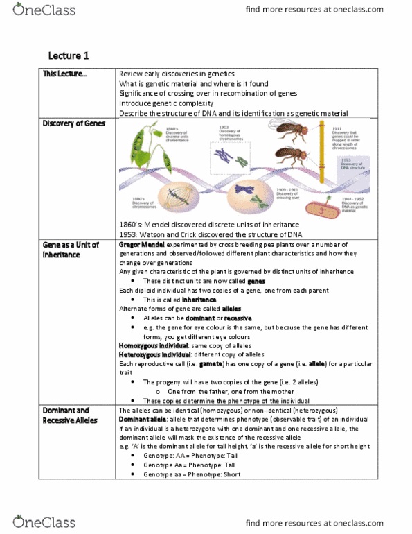 BIOB11H3 Lecture Notes - Lecture 1: Zygosity, Phenotype, Nitrogenous Base thumbnail