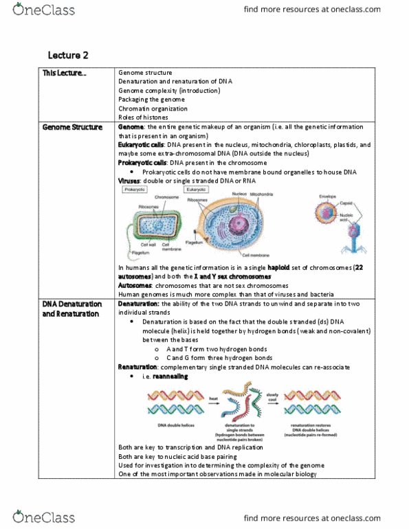 BIOB11H3 Lecture Notes - Lecture 2: Extrachromosomal Dna, Dna Replication, Chromatin thumbnail