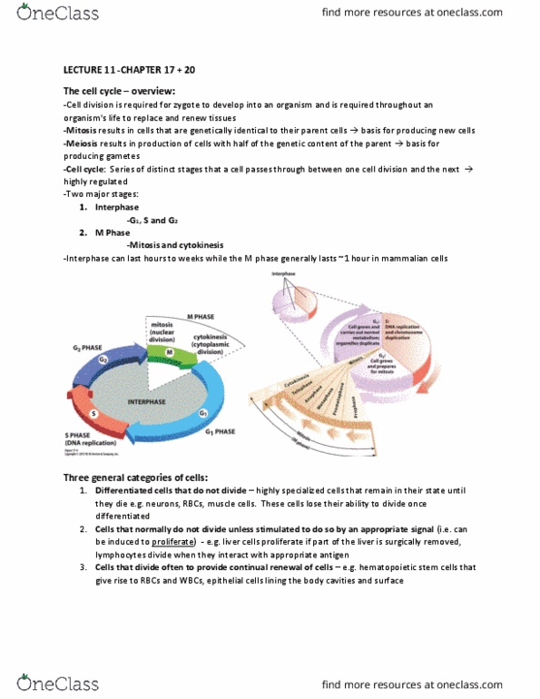 BIOB11H3 Lecture Notes - Lecture 11: G1 Phase, Cell Division, Cytokinesis thumbnail