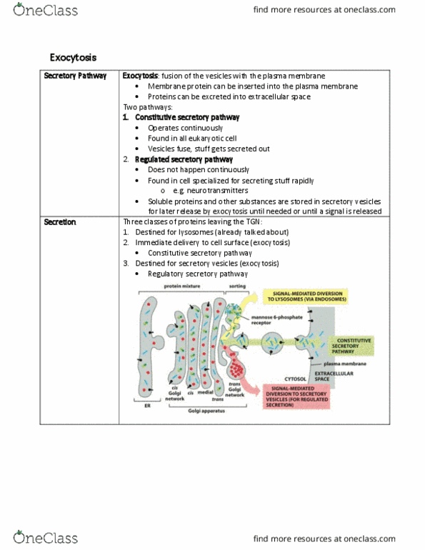 BIOB10H3 Lecture Notes - Lecture 10: Secretion, Exocytosis, Cell Membrane thumbnail