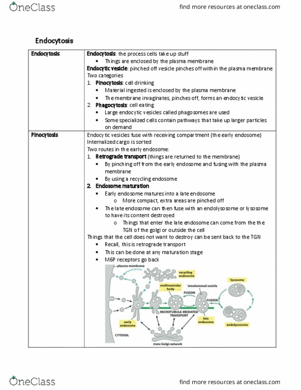 BIOB10H3 Lecture Notes - Lecture 10: Endosome, Cell Membrane, Pinocytosis thumbnail