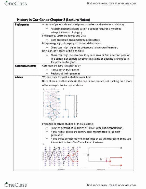 BIOB51H3 Lecture Notes - Lecture 12: Common Descent, Brca1, Histidine thumbnail