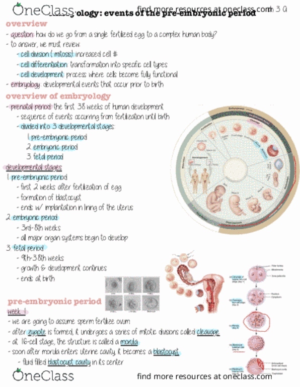 HHP 1110 Lecture Notes - Morula, Blastocyst, Egg Cell thumbnail