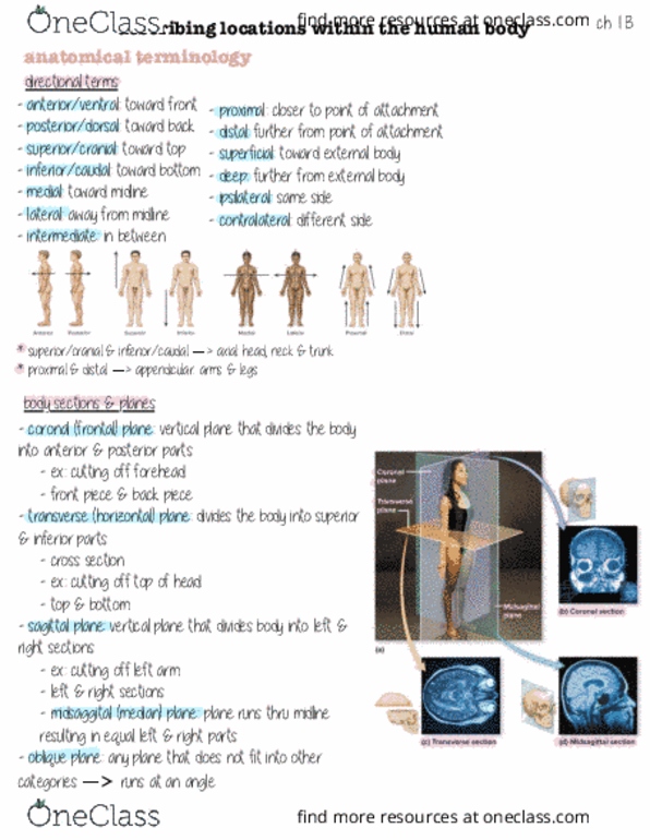 HHP 1110 Lecture Notes - Sagittal Plane, Anatomical Terminology, Abdominal Cavity thumbnail