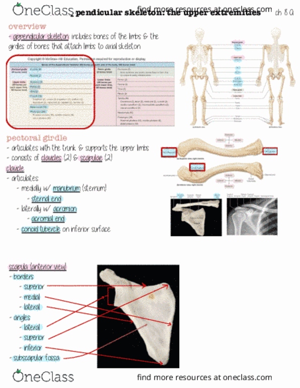 HHP 1110 Lecture Notes - Shoulder Girdle, Appendicular Skeleton, Axial Skeleton thumbnail