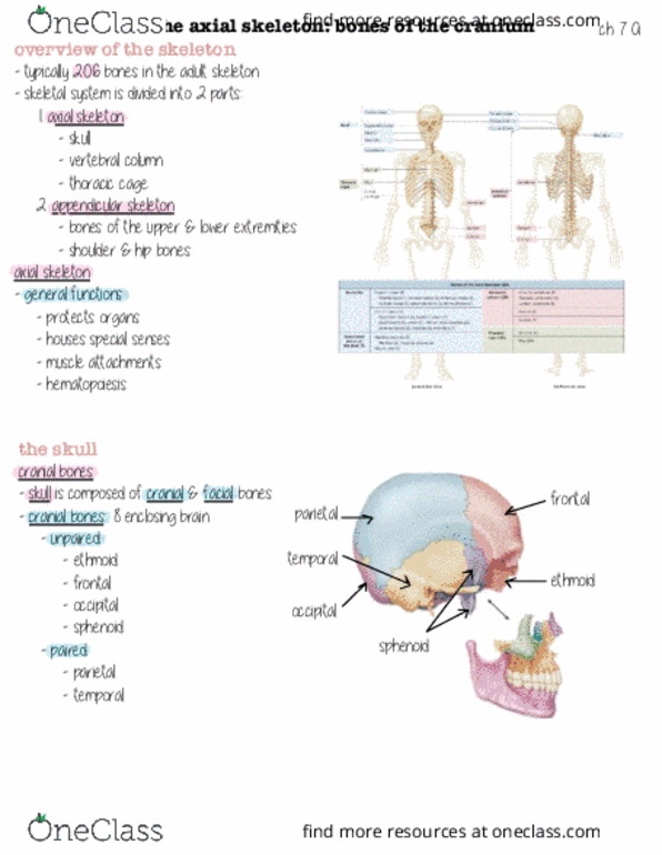 HHP 1110 Lecture Notes - Ethmoid Bone, Axial Skeleton, Appendicular Skeleton thumbnail