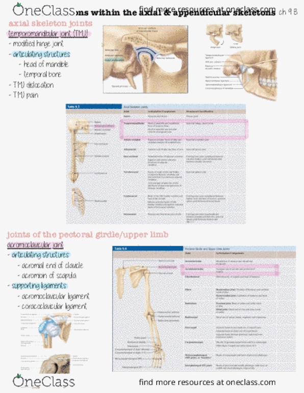 HHP 1110 Lecture Notes - Coracoclavicular Ligament, Acromioclavicular Joint, Temporomandibular Joint thumbnail