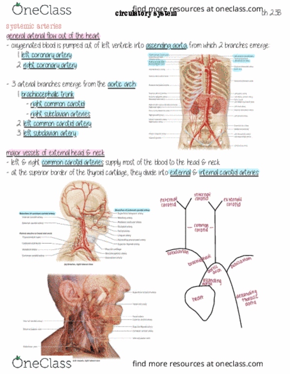 HHP 1110 Lecture Notes - Lecture 23: Deep Artery Of The Thigh, Inferior Mesenteric Vein, Hepatic Veins thumbnail