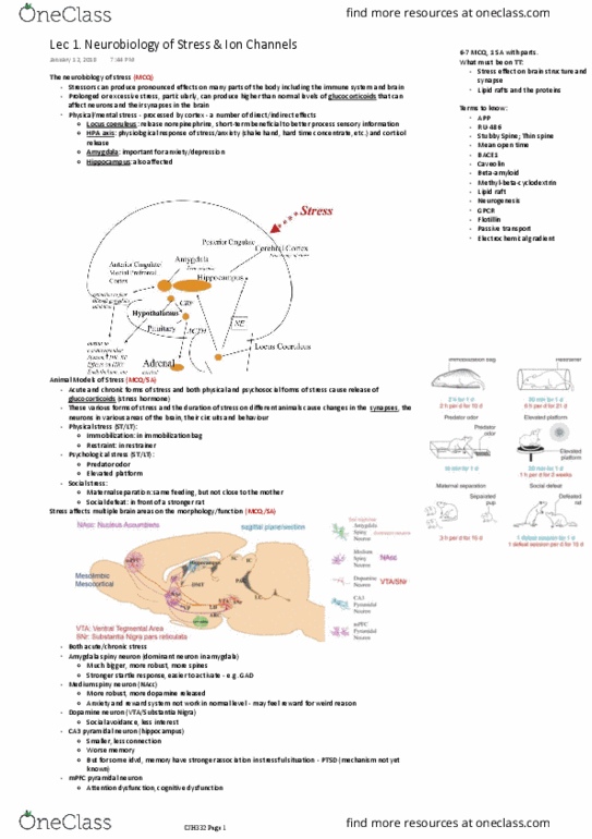 NEUR 310 Lecture 4: pdf (4) thumbnail