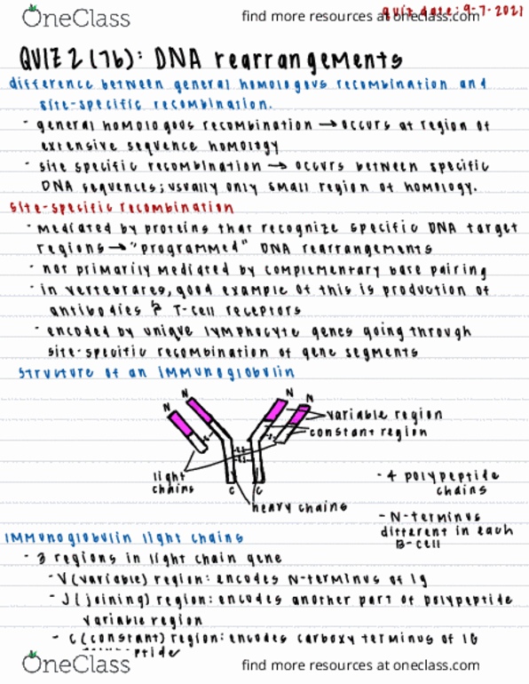 BIOL 4305 Chapter Notes - Chapter  7B: Site-Specific Recombination, Immunoglobulin Light Chain, Light Heavyweight thumbnail