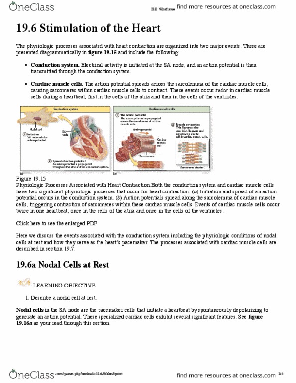 NEURO 661 Lecture Notes - Lecture 6: Cytosol, Website Wireframe, Sinoatrial Node thumbnail