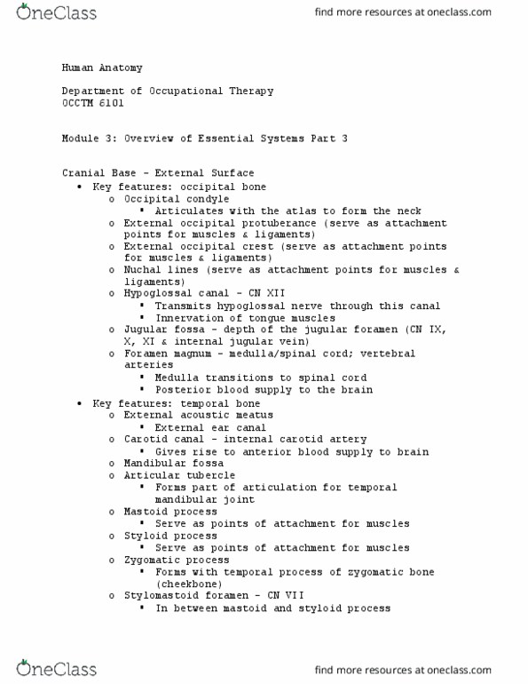 OCCTM 6101 Lecture Notes - Lecture 22: External Occipital Protuberance, Ear Canal, Stylomastoid Foramen thumbnail