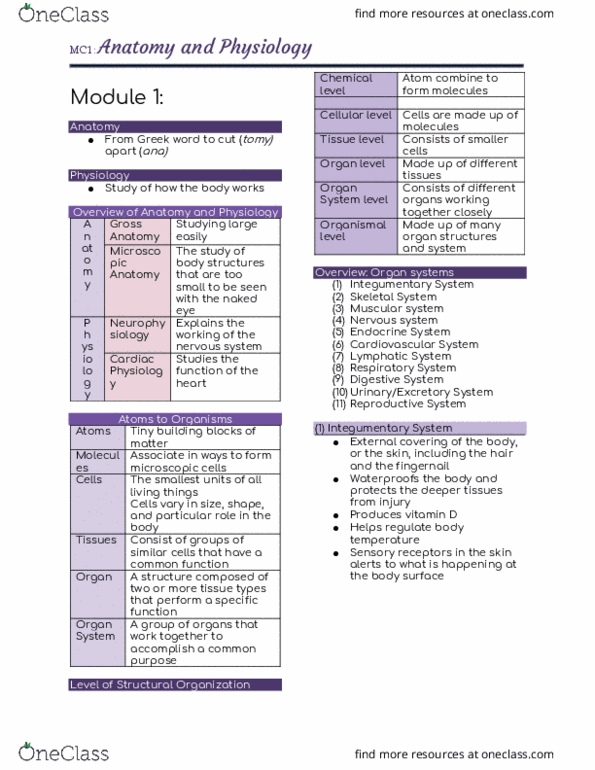 MC 1 Chapter Notes - Chapter Anatomy and Physiology; Cells: Muscular System, Sensory Neuron, Endocrine System thumbnail