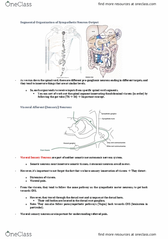 ANAT30008 Lecture Notes - Lecture 2: Dorsal Root Ganglion, Posterior Grey Column, Visceral Pain thumbnail