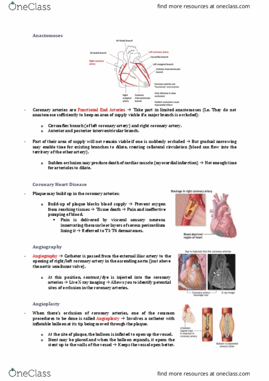 ANAT30008 Lecture Notes - Lecture 9: Posterior Interventricular Artery, External Iliac Artery, Coronary Circulation thumbnail