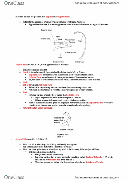 ANAT30008 Lecture Notes - Lecture 3: Joint, Rib Cage, Intercostal Nerves thumbnail