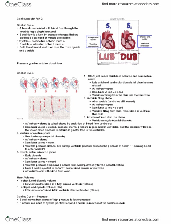 BIOL 252 Lecture Notes - Lecture 1: Heart Valve, Cardiac Muscle, Diastole thumbnail