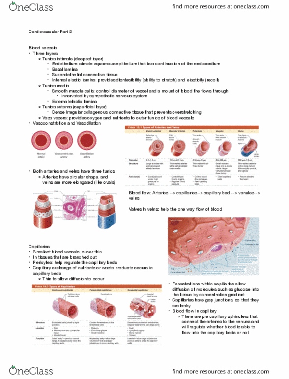 BIOL 252 Lecture Notes - Lecture 1: Simple Squamous Epithelium, Basal Lamina, Sympathetic Nervous System thumbnail