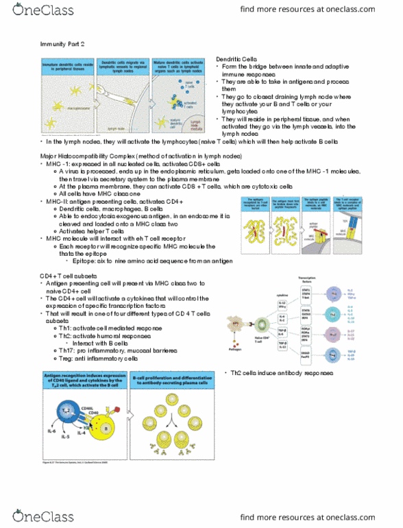 BIOL 252 Lecture Notes - Lecture 1: Antigen-Presenting Cell, Major Histocompatibility Complex, Lymph Node thumbnail