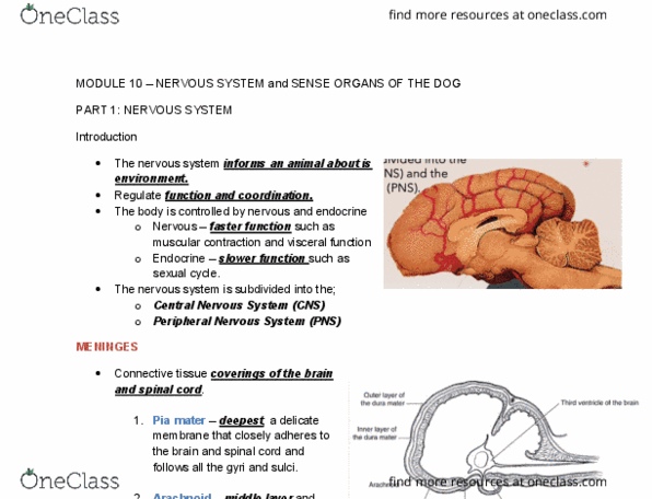 VANA 101 Chapter Notes -Central Nervous System, Pia Mater, Peripheral Nervous System thumbnail