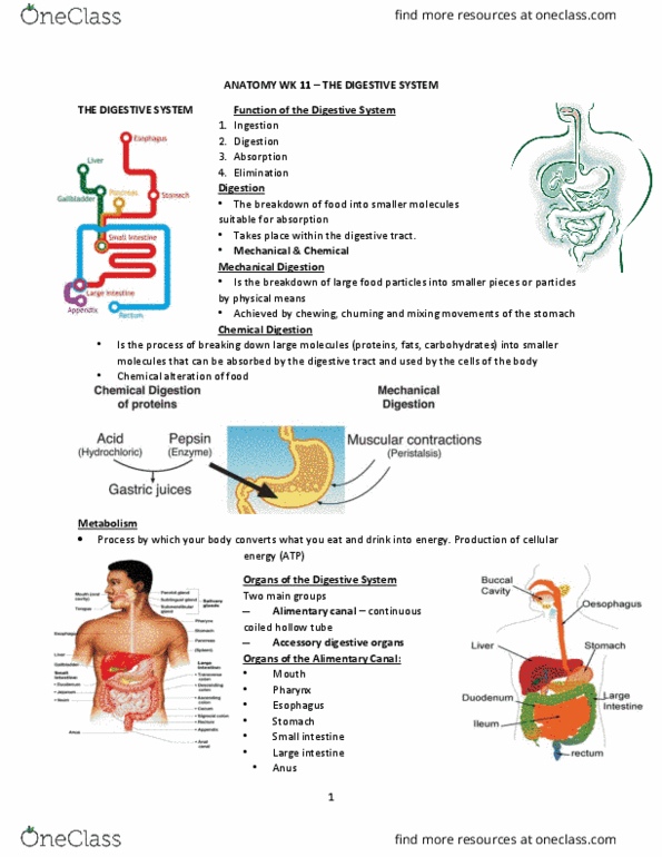 HSCI10171 Lecture Notes - Lecture 11: Gastrointestinal Tract, Digestion, Esophagus thumbnail
