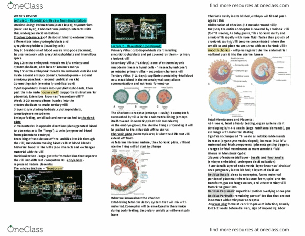 Health Sciences 4320A/B Study Guide - Spring 2021, final - Chorionic ...