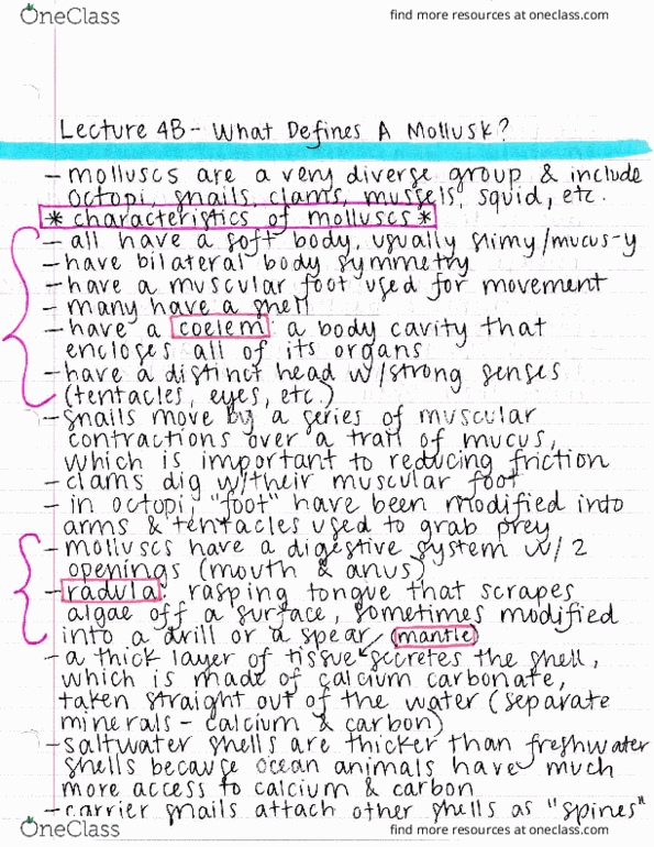 ECOL 170C3 Lecture : Lecture 4B - What Defines A Mollusc? thumbnail