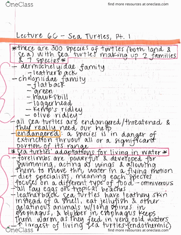 ECOL 170C3 Lecture : Lecture 6C - Sea Turtles, Pt 1 thumbnail