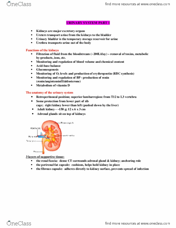 ANP 1107 Study Guide - Fall 2012, - Renal Plexus, Renal Cortex, Urinary ...