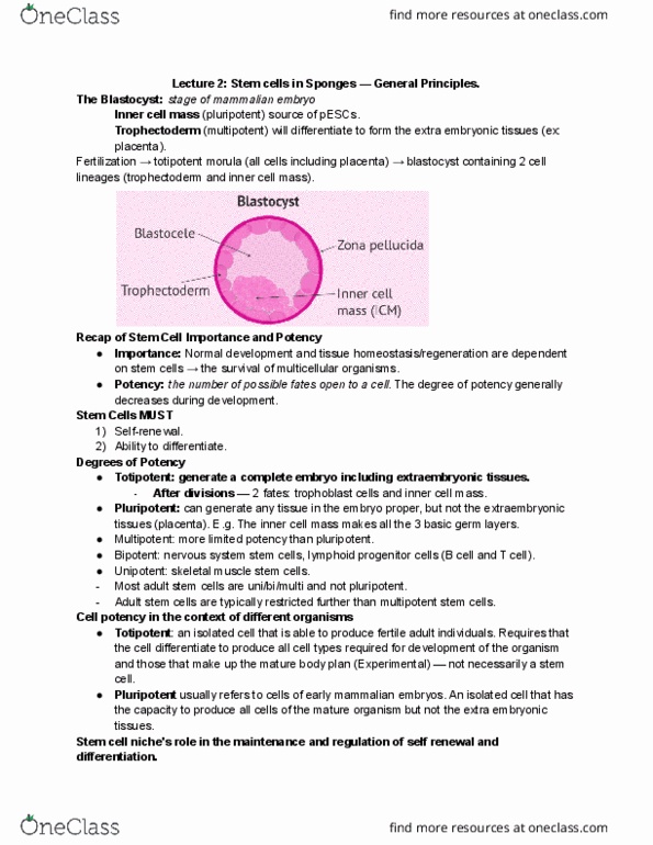 CSB329H1 Lecture Notes - Inner Cell Mass, Adult Stem Cell, Cell Potency thumbnail