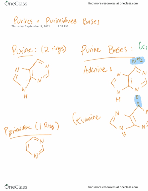 CH-2010 Lecture : purines and pyrimidines thumbnail