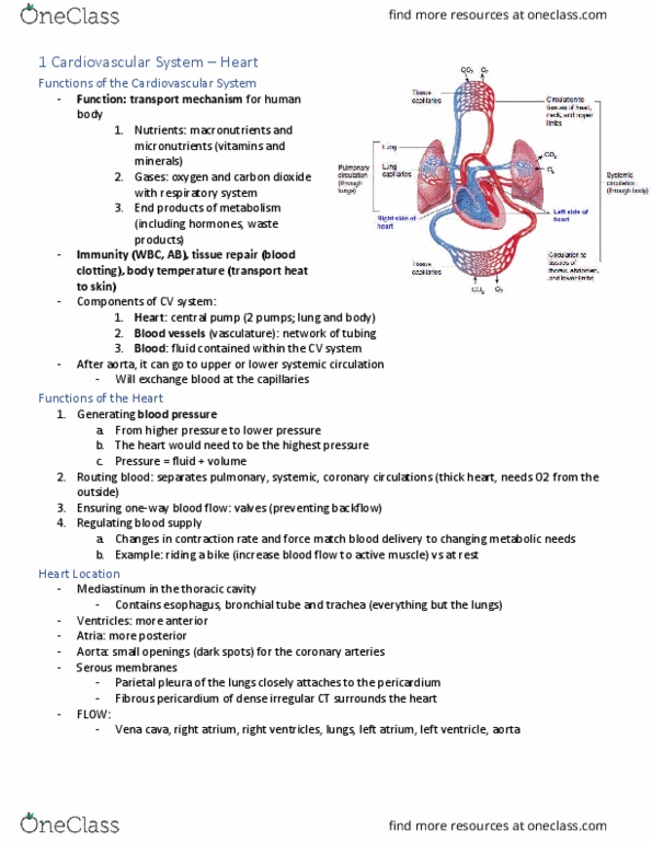 KINESIOL 2YY3 Final: Complete study guide (all lectures) KINE 2YY3/1YY3 ...