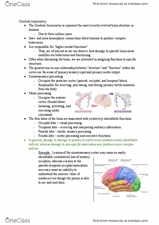 PSY 3301 Lecture Notes - Lecture 2: Auditory Cortex, Occipital Lobe, Lateralization Of Brain Function thumbnail