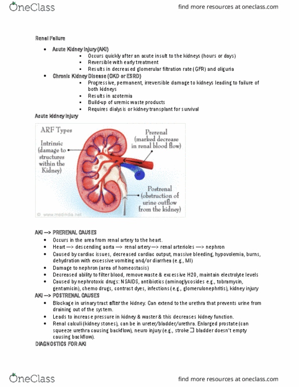 NURS1027 Lecture Notes - Lecture 12: Acute Kidney Injury, Kidney Stone Disease, Renal Artery thumbnail