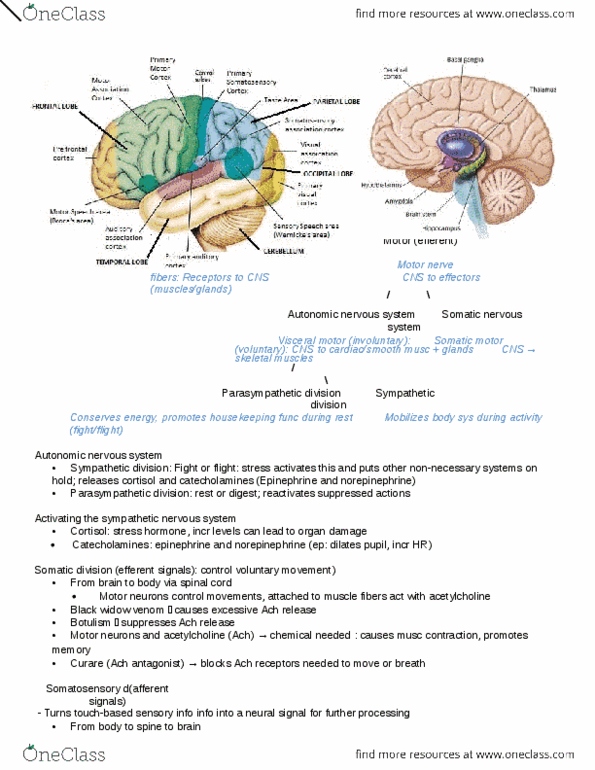 PSYC 101 Lecture Notes - Lecture 5: Botulinum Toxin, Tegmentum, Latrodectus thumbnail