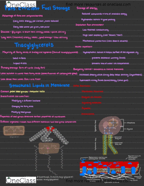 BIO 360 Chapter Notes - Chapter 6: Buoyancy, Glycerol, Enzyme thumbnail