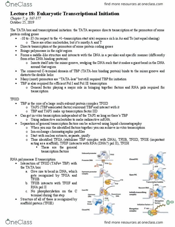BIOL 201 Lecture Notes - Tata Box, Tata-Binding Protein, Transcription Factor Ii B thumbnail