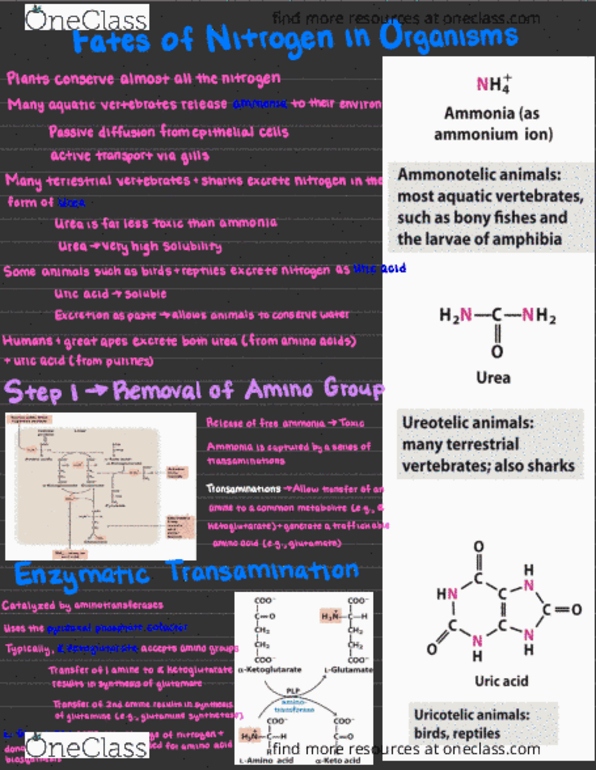 BIO 360 Chapter Notes - Chapter 18: Glutamine Synthetase, Pyridoxal Phosphate, Alpha-Ketoglutaric Acid thumbnail