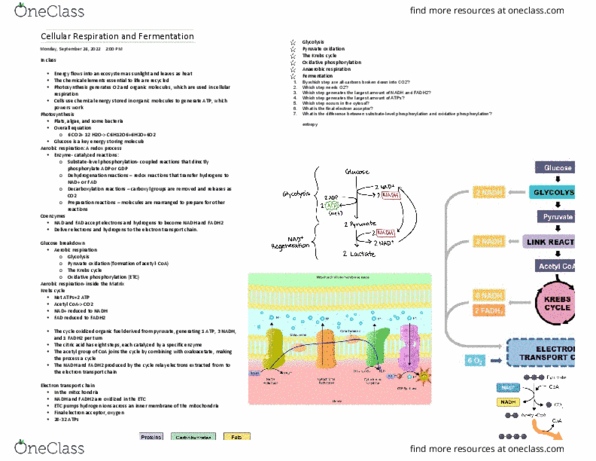 BIOL 1020 Lecture Notes - Acetyl-Coa, Oxidative Phosphorylation, Citric Acid Cycle thumbnail