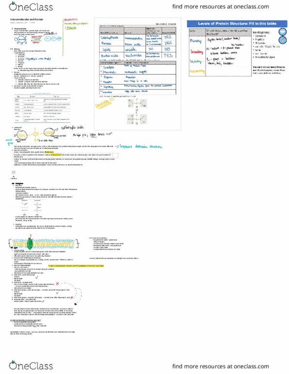 BIOL 116 Chapter Notes -Hydrogen Bond, Micelle, Amphiphile thumbnail