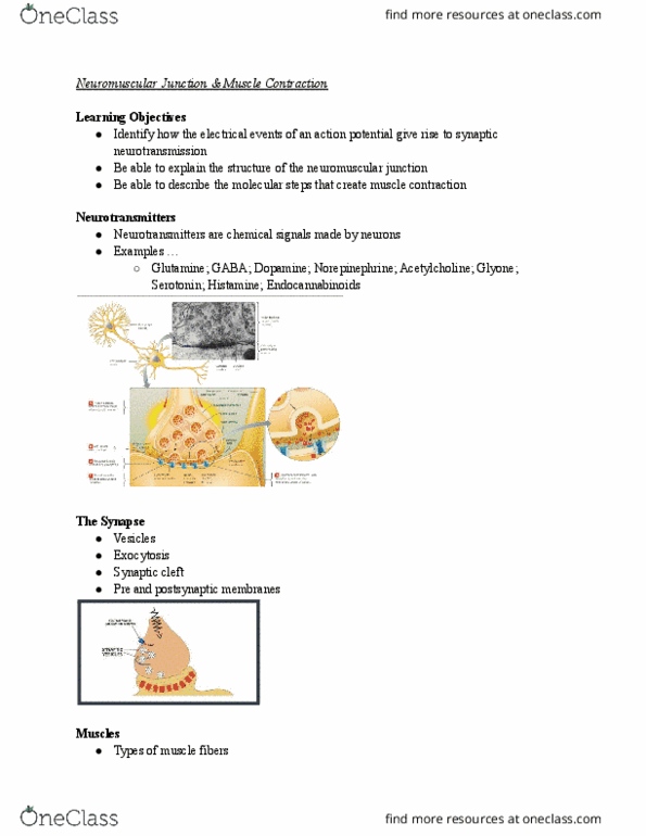 BIOL 1107 Lecture Notes - Neuromuscular Junction, Myocyte, Glutamine thumbnail