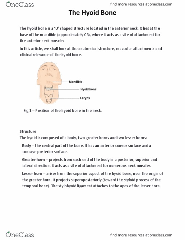 HEALTH EDUCATION Lecture Notes - Hyoid Bone, Stylohyoid Ligament, Temporal Bone thumbnail