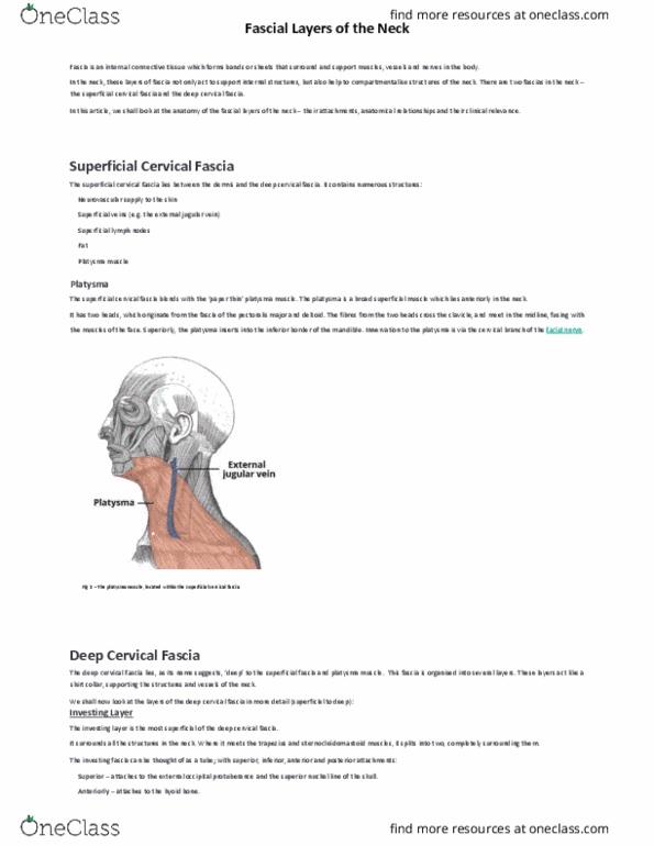 HEALTH EDUCATION Lecture Notes - Lecture 1: Cervical Lymph Nodes, Fascia, External Occipital Protuberance thumbnail