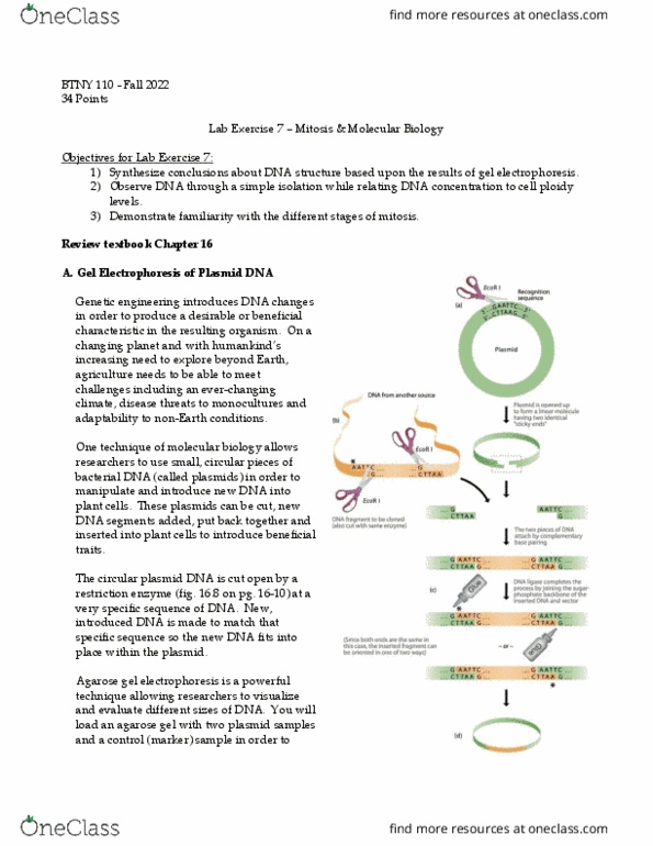 BTNY 11000 Lecture Notes - Lecture 8: Agarose Gel Electrophoresis, Electrophoresis, Plasmid thumbnail